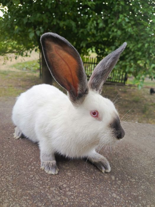 Продаються кролі