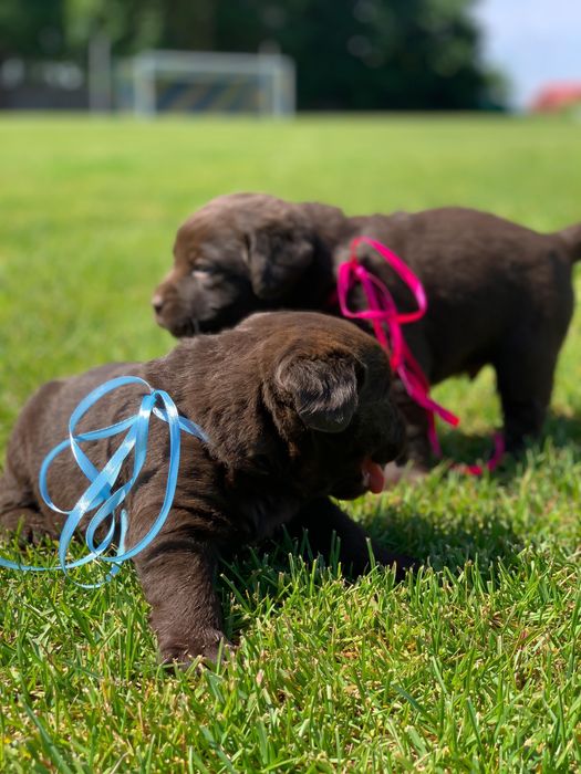 Лабрики темний шоколад