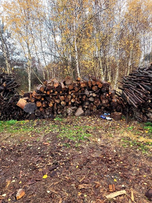 Drewno opałowe 200zł