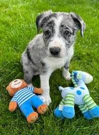 Border Collie piesek z rodowodem