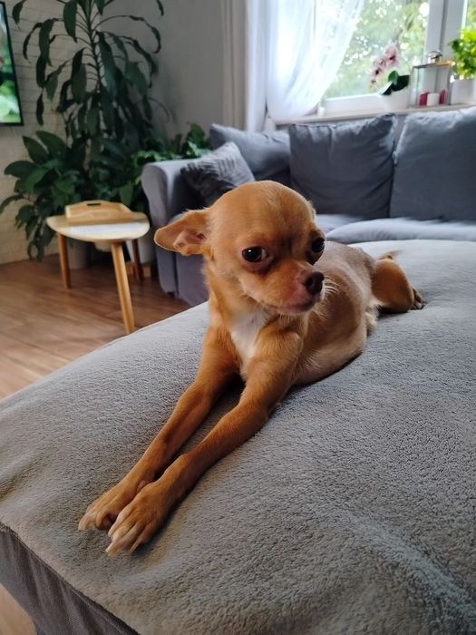 Sprzedam pieska chihuahua