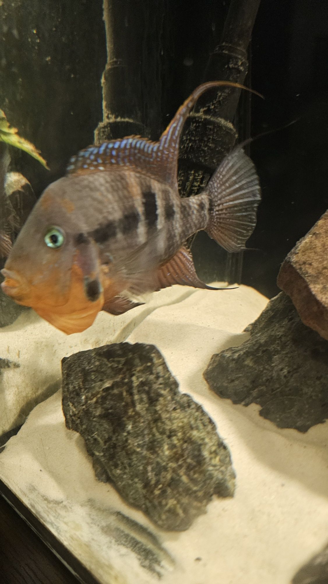 Oddam Pielęgnica Meeka