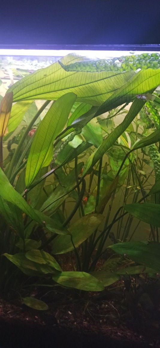 Żabienica amazońska xxl, Vallisneria gigantea trawa NURZANIEC