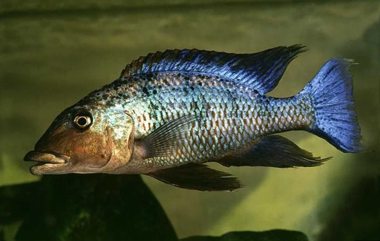 Pyszczaki, Fossorochromis rostratus, wysyłka