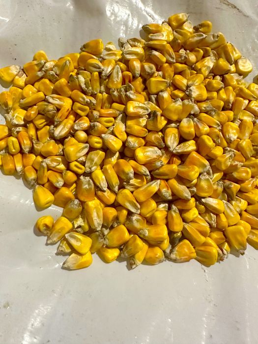 Kukurydza sucha zbiór 2025, Big bag