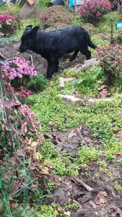 Щенки чёрной немецкой овчарки