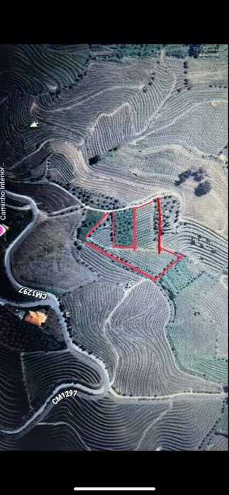 Vinha no Douro Vinhateiro - Bertelo Cumieira