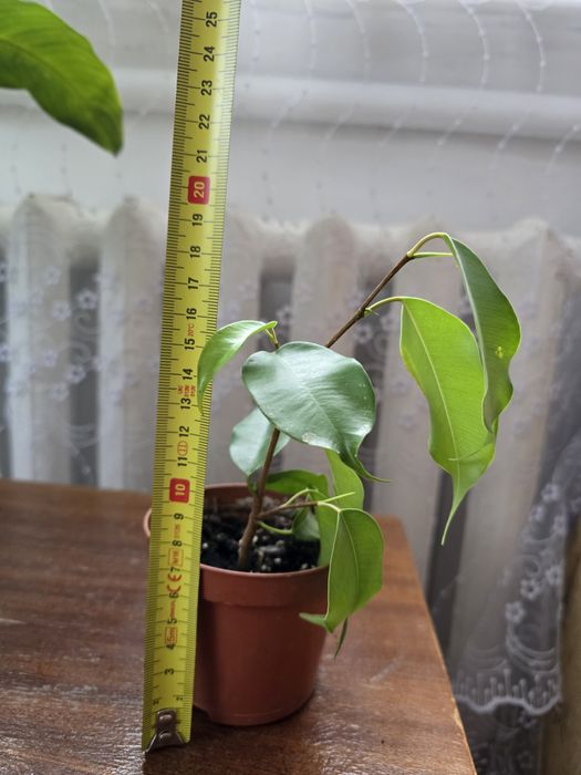 Фікус 100 гривень