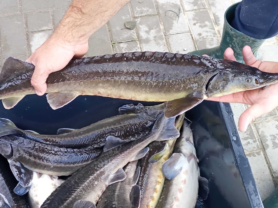 Jesiotr 1,8 kg - 2,8 kg cena 39zl/ kg , karp lin amur pstrąg węgorz