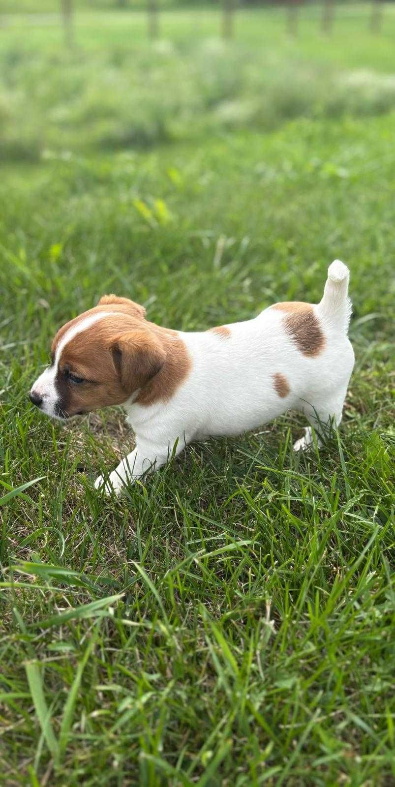 Sunia Fibi Jack Russel Terrier/ Magic Jack