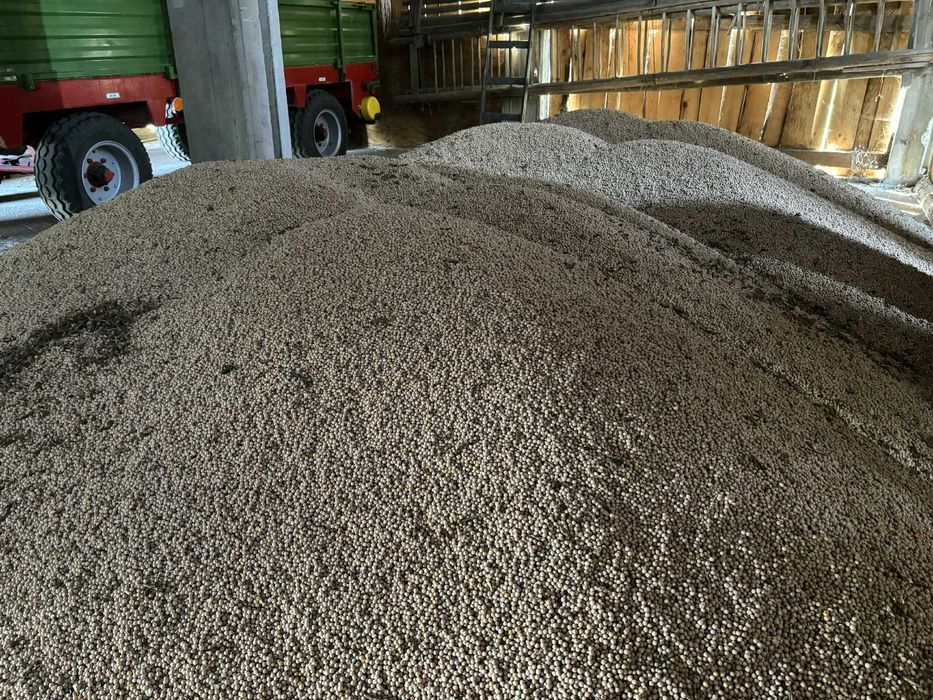 Groch Batuta- czysty