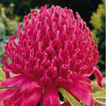 PROTEA(PROTEACEA) MAIS DE 50 VARIEDADES DIFERENTES