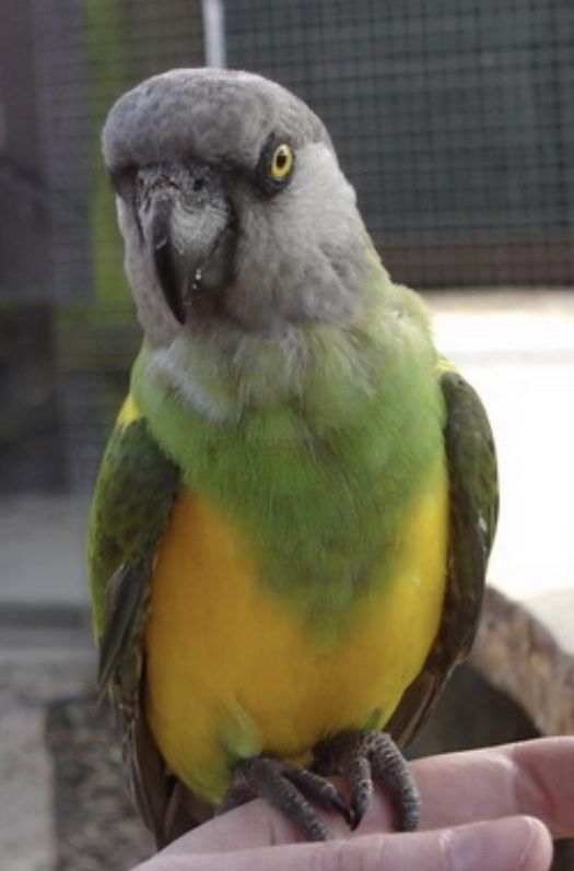Сенегальский  попугай