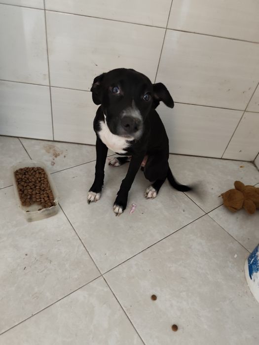 2 cães para adoção