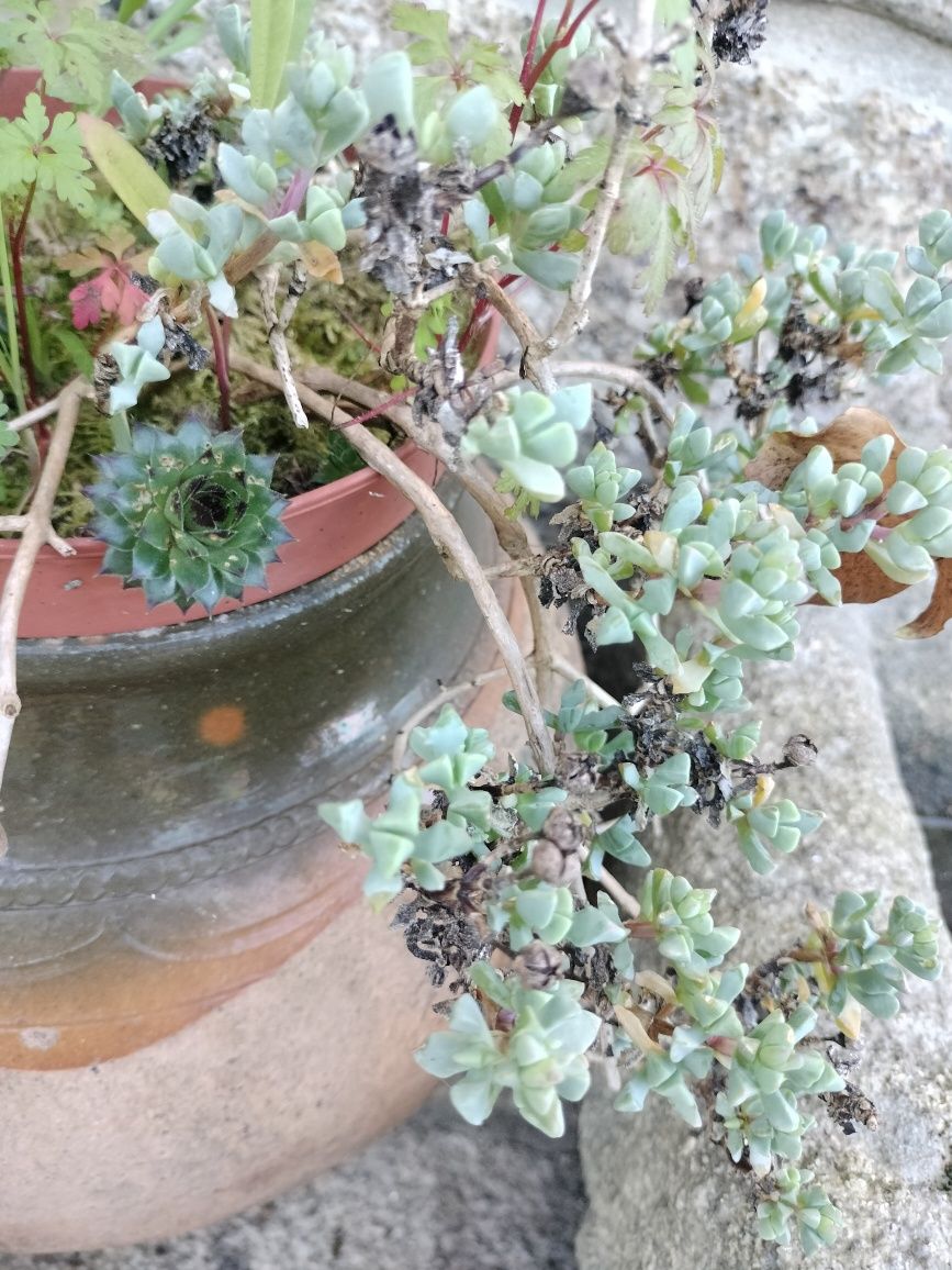 Suculenta para vasos