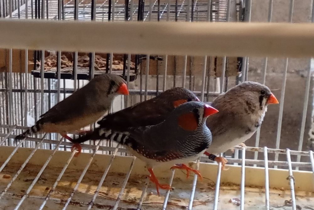 Mandarins - 2 machos + 2 Fêmeas