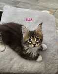 Piękna kotka -Maine Coon
