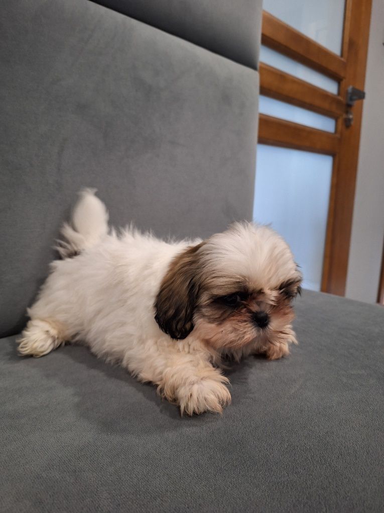 Sunia shih-tzu 12tyg mini już do odbioru