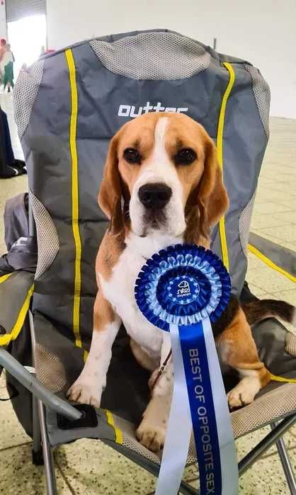 Szczeniak Beagle ZKwP (FCI) po championie