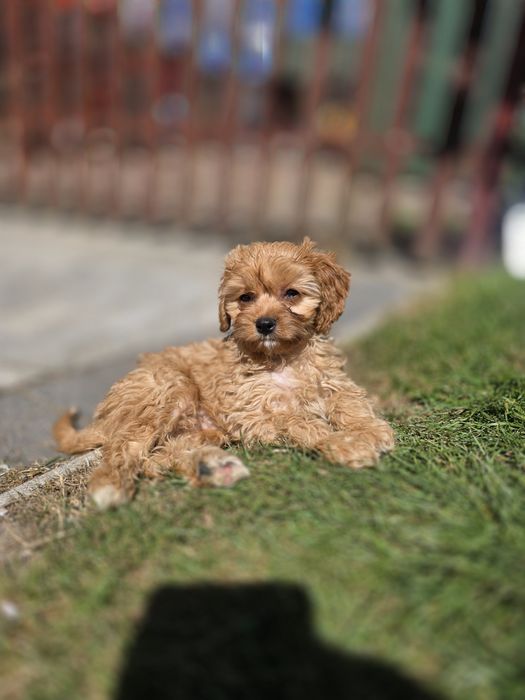 Cavapoo suczka f1