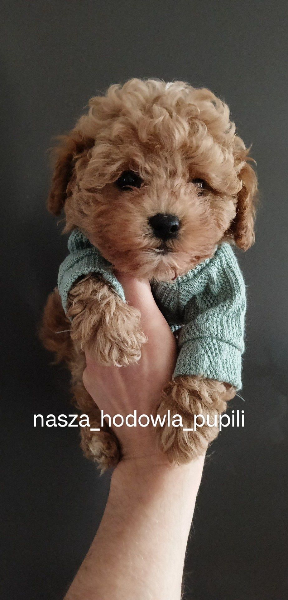 Bichpoo poochon hybryda jak maltipoo pudel toy x Bichon frise