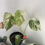 monstera variegata szczyt cięty