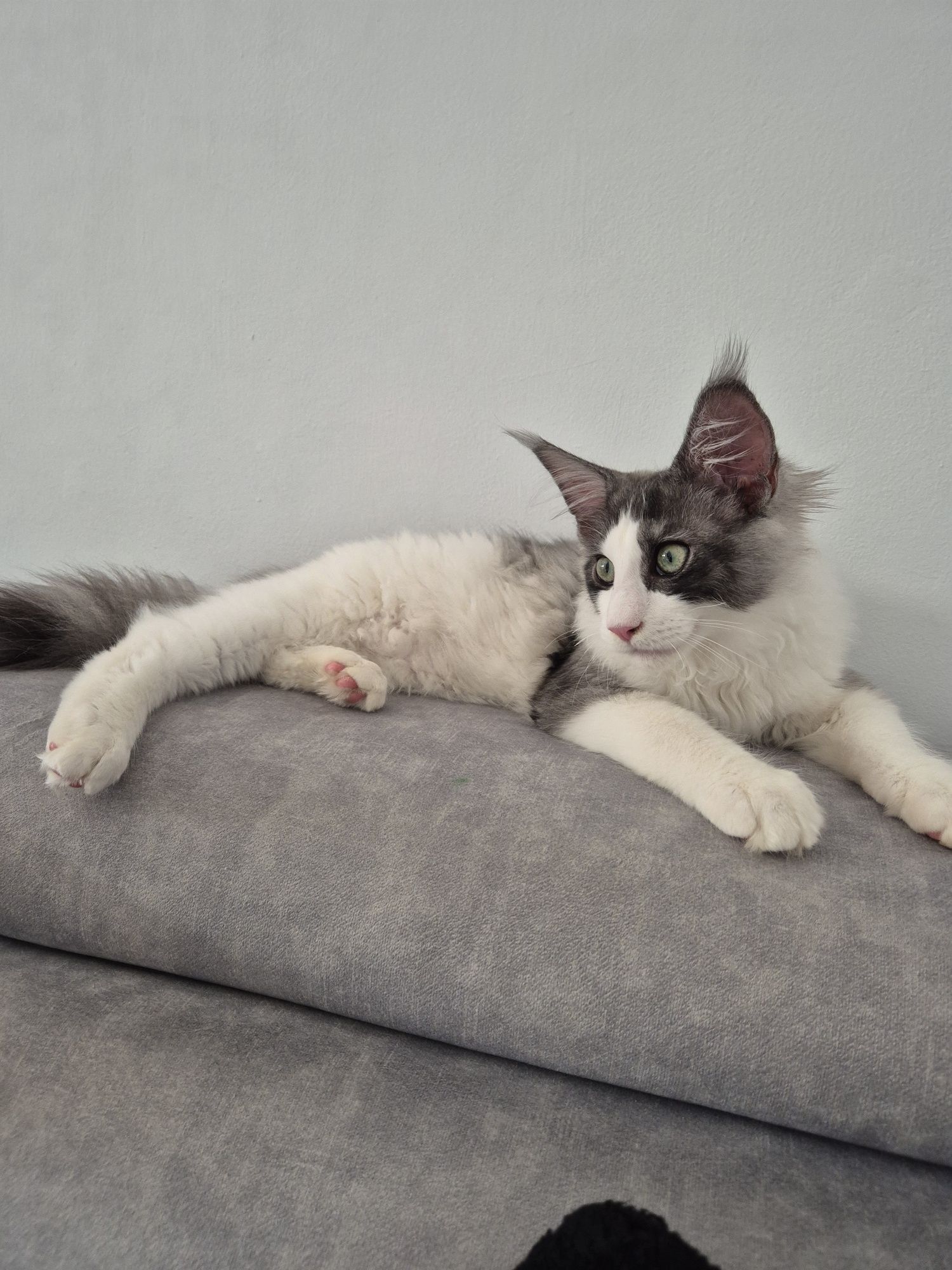 Maine Coon kocurek 5-mies