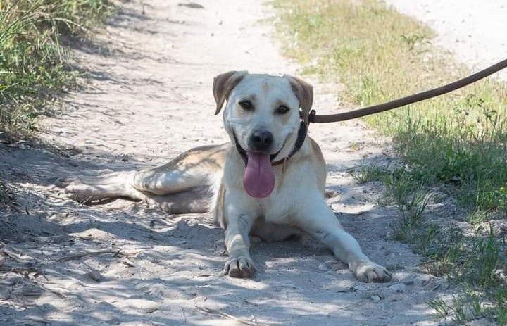 Sissi- cachorra de porte médio para adoção