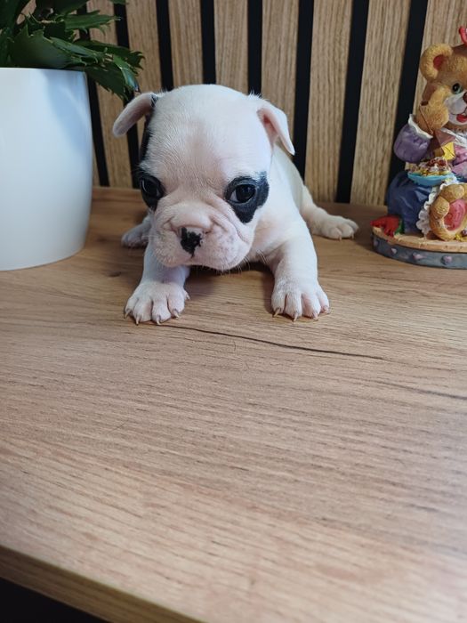 Buldog Francuski suczka