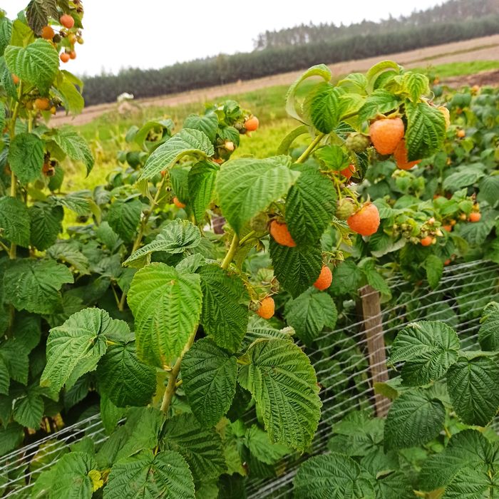 Sadzonki truskawek cena za 10 szt