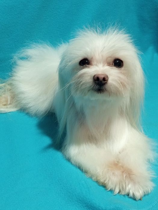 Мальтійська болонка, гарненька  дівчинка