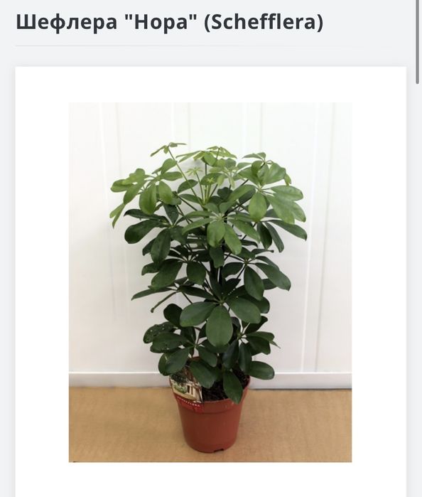 Шефлера Нора  45-50см