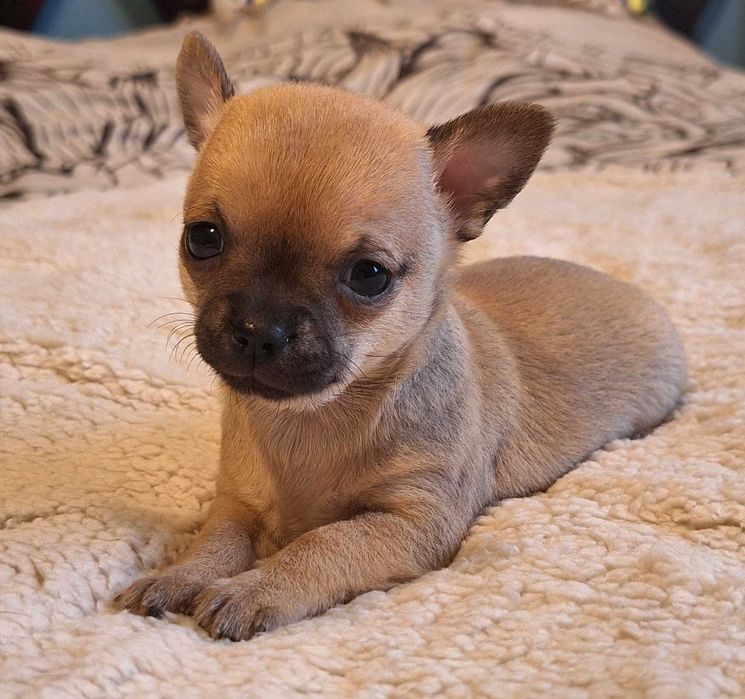 Alvin - biszkoptowy piesek chihuahua.