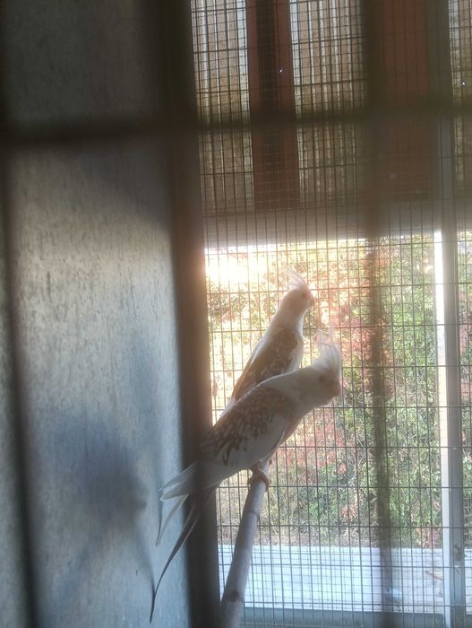 2 casais de caturras para ceder