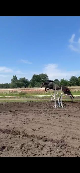 3-letni ogierek rasy Zangersheide po QUERIDO VG Z