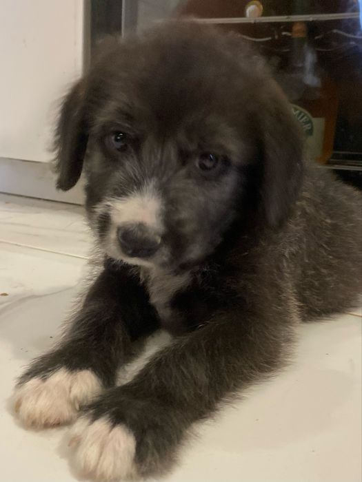 Cachorrinho para adoção