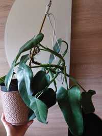 philodendron filodendron czerwony