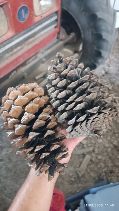 Sacas de Pinhas "Bravas"