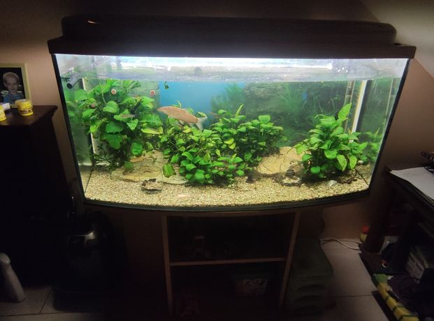 Akwarium komplet ,roślinki,rybki,filtr