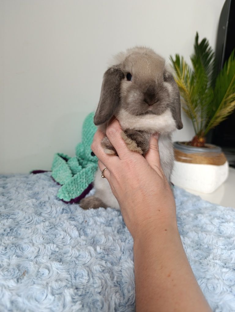 Królik króliczek mini lop hodowla zarejestrowana