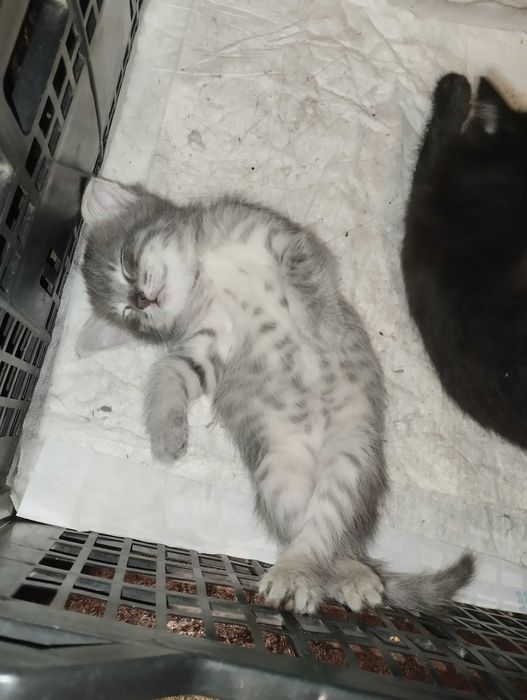 Кошенята безкоштовно