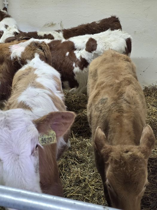 Byczki 8 sztuk simentale 120 kg