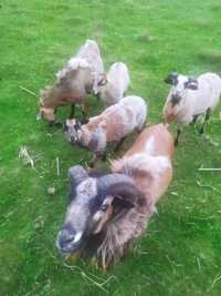 Owce kameruńskie młode