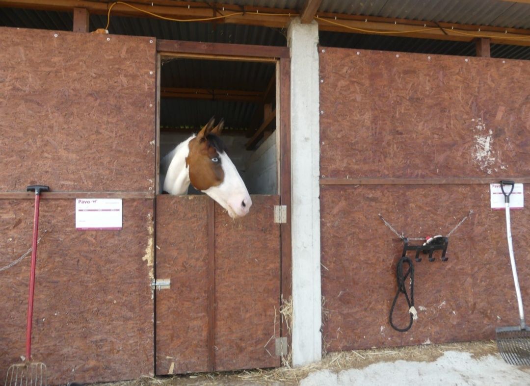 Cavalos a penso em Matosinhos