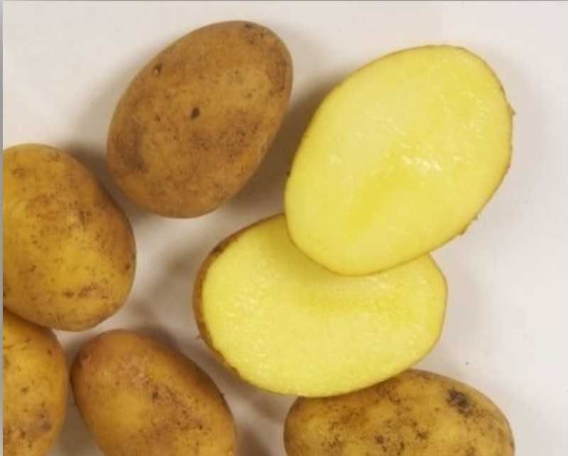 Ziemniaki jadalne Denar żółte prosto od rolnika. Nie ciemnieją.