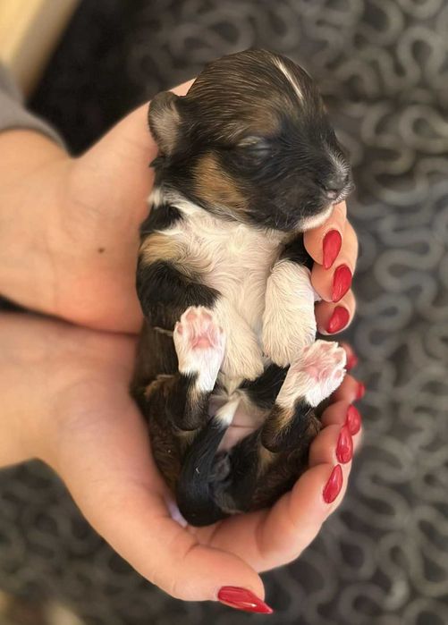 [REZERWACJA] Cudowna Hawanka COLA :)