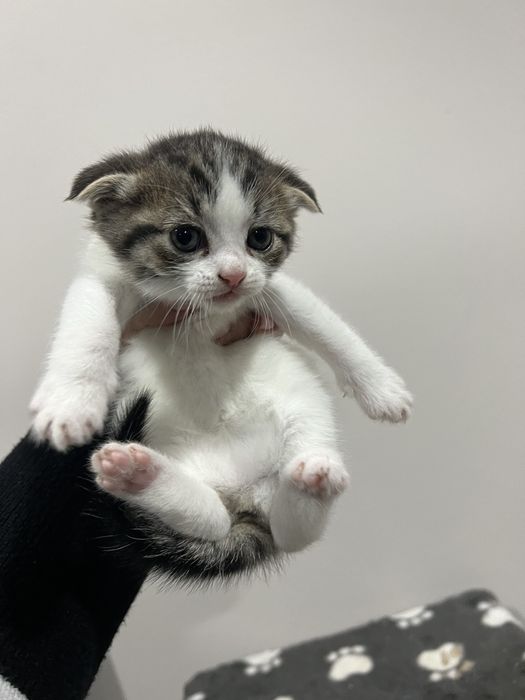 Кошенята скотіш фолд котик висловухий