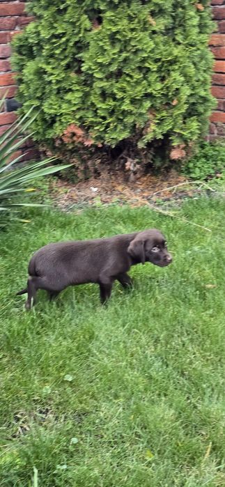 Labrador retriver czekolada