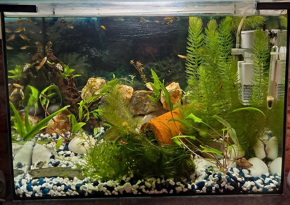 Rosliny akwariowe dla krewetek