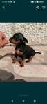 Pinscher miniatura